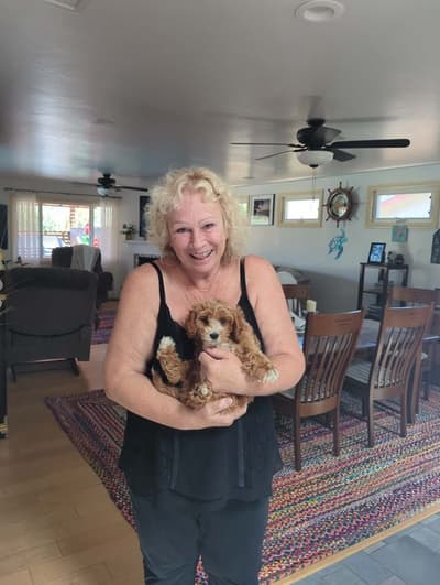 Miles, a Cavapoo puppy from Pawrade