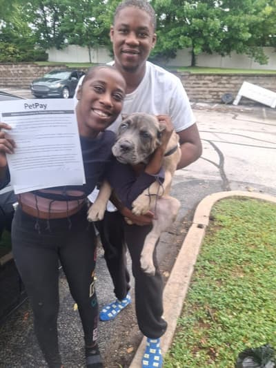 Astor, a Cane Corso Mastiff puppy from Pawrade