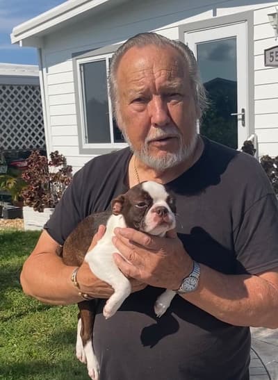 Tapi, a Boston Terrier puppy from Pawrade