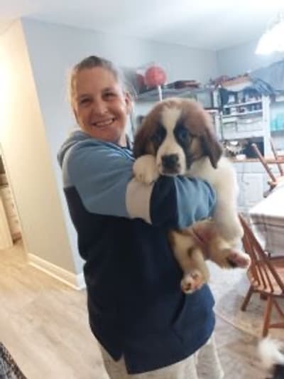 Jace, a Saint Bernard - St. Bernard puppy from Pawrade