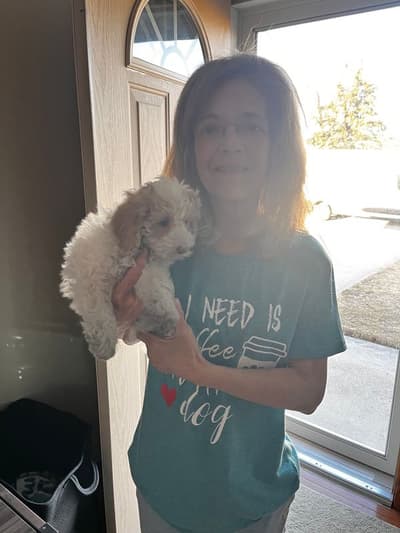 Locket, a Goldendoodle, Mini puppy from Pawrade