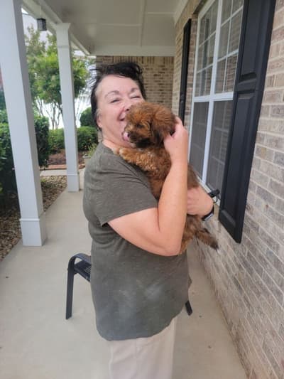 Frodo, a Shih-Poo - Shihpoo puppy from Pawrade