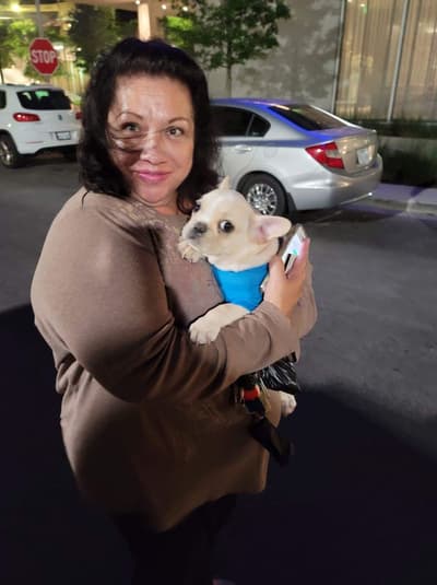 Bugatti, a French Bulldog puppy from Pawrade