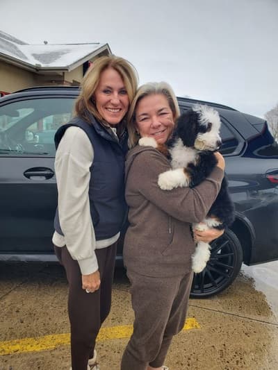 Gidget, a Bernedoodle, Mini puppy from Pawrade