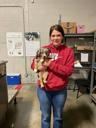 Bella, a Miniature Australian Shepherd puppy from Pawrade