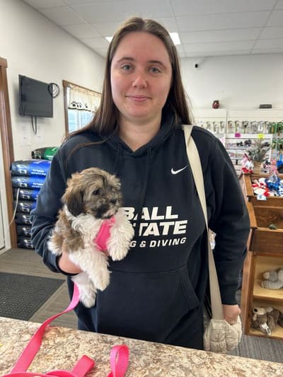 Molly, a Havanese puppy from Pawrade