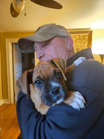 Atom, a Boxer puppy from Pawrade