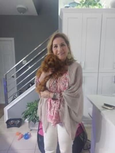 Tabby, a Poodle, Toy puppy from Pawrade