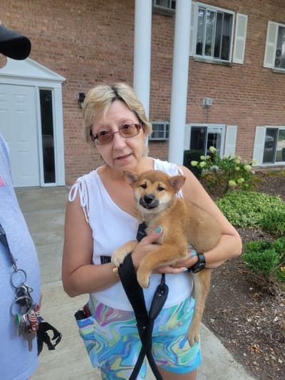 Kumo, a Shiba Inu puppy from Pawrade