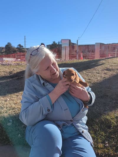 Artemis, a Dachshund, Mini puppy from Pawrade