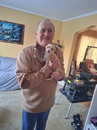 Lorenzo, a Chihuahua puppy from Pawrade