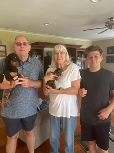 Astor, a Dachshund, Mini puppy from Pawrade