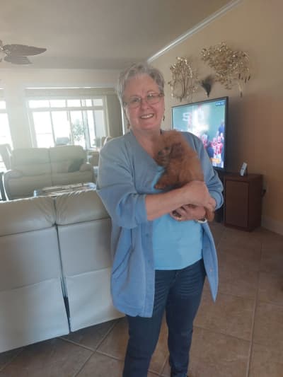 Eve, a Poodle, Toy puppy from Pawrade