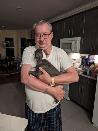 August, a Boston Terrier puppy from Pawrade