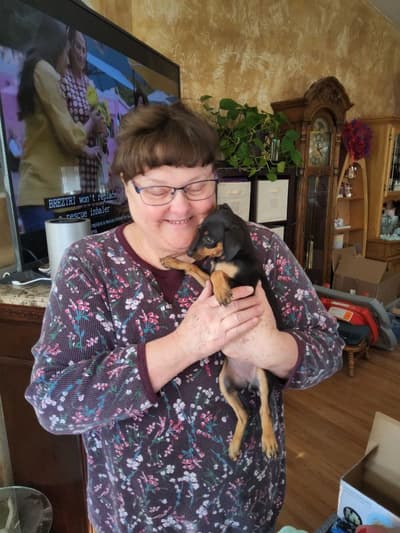 Harper, a Miniature Pinscher puppy from Pawrade