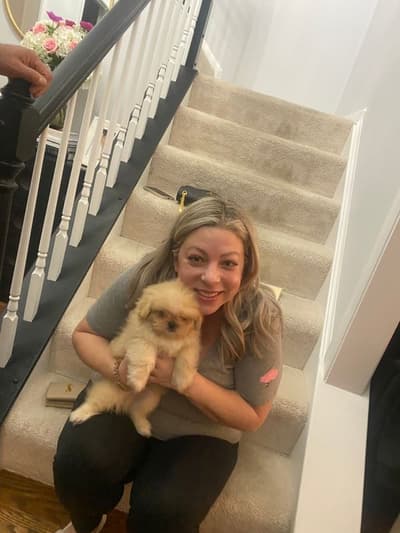 Dino, a Shih Tzu puppy from Pawrade