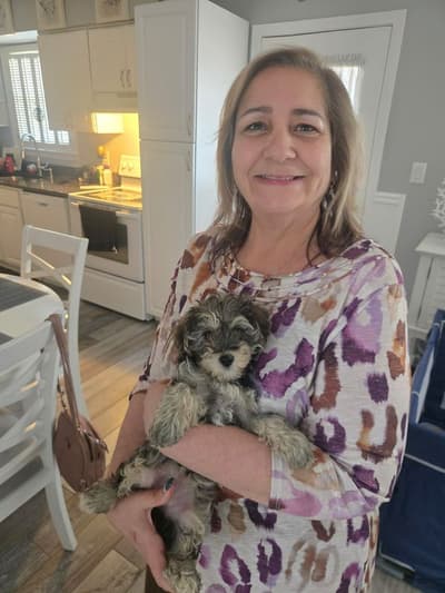Anne, a Yorkiepoo - Yorkie Poo puppy from Pawrade
