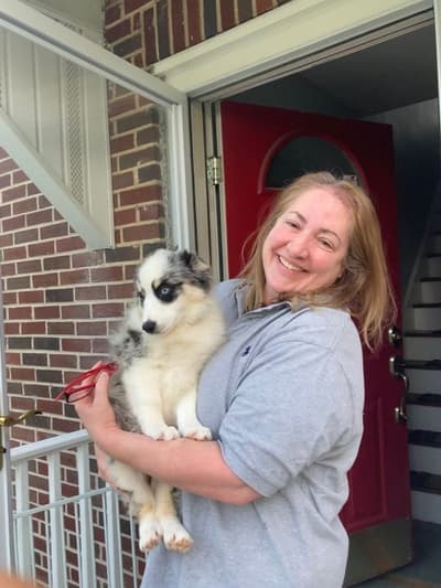 Jynx, a Australian Shepherd puppy from Pawrade