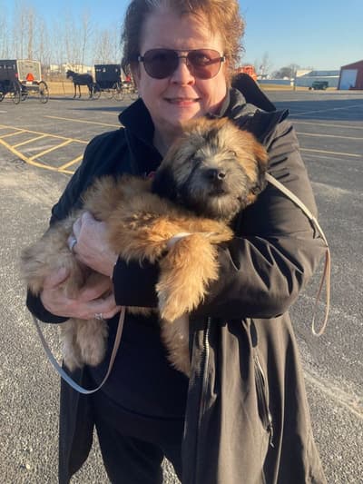 Grace, a Soft Coated Wheaten Terrier puppy from Pawrade