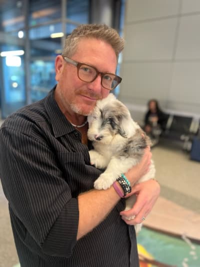Max, a Sheepadoodle puppy from Pawrade