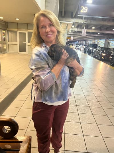 Holland, a Cockapoo puppy from Pawrade