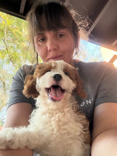 Sydney, a Cavapoo puppy from Pawrade