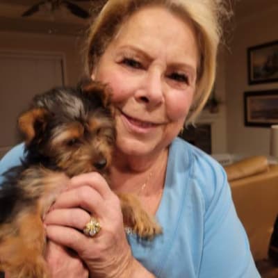 Hazel, a Yorkshire Terrier - Yorkie puppy from Pawrade