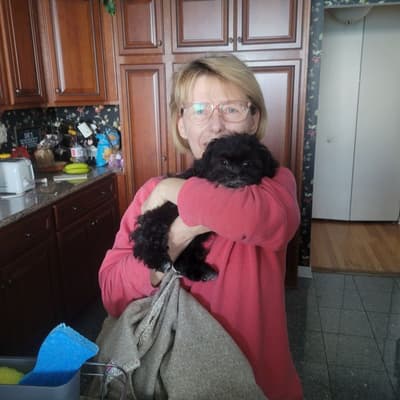 Zita, a Shih-Poo - Shihpoo puppy from Pawrade