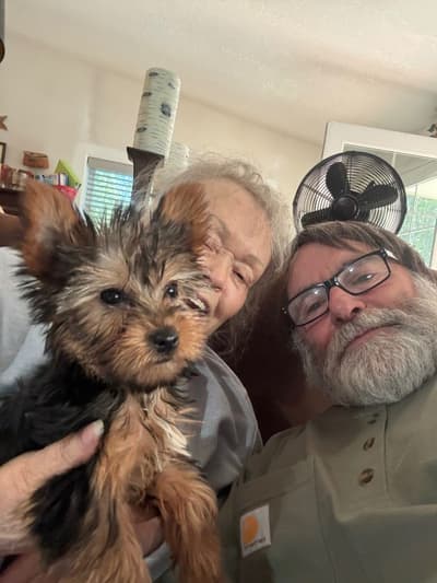 Kaitlin, a Yorkshire Terrier - Yorkie puppy from Pawrade