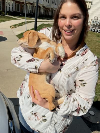 Libby, a Puggle puppy from Pawrade