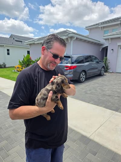 Ross, a Dachshund, Mini puppy from Pawrade