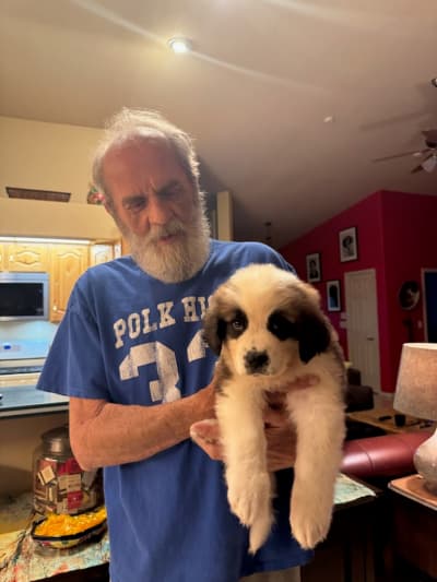 Spector, a Saint Bernard - St. Bernard puppy from Pawrade