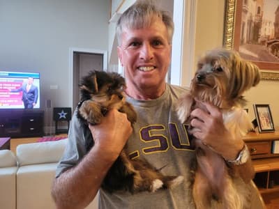 Zelda, a Yorkshire Terrier - Yorkie puppy from Pawrade