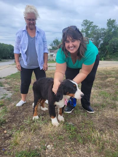 Dallen, a Bernese Mountain Dog puppy from Pawrade
