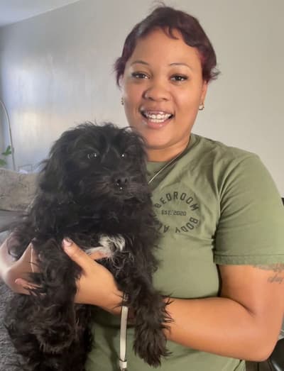Ashton, a Yorkiepoo - Yorkie Poo puppy from Pawrade
