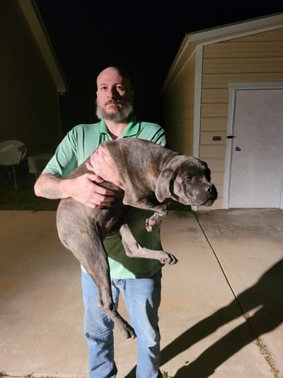 Cleo, a Cane Corso Mastiff puppy from Pawrade