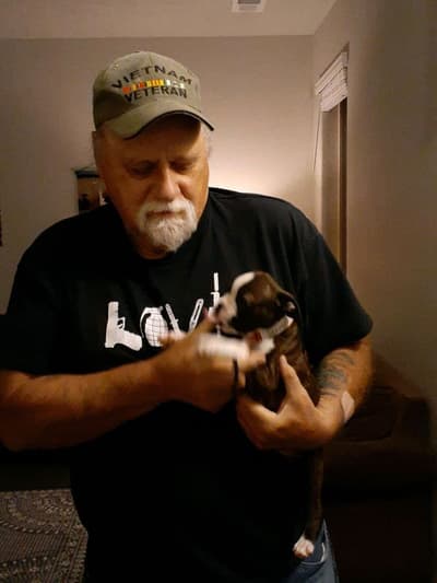 Savannah, a Boston Terrier puppy from Pawrade