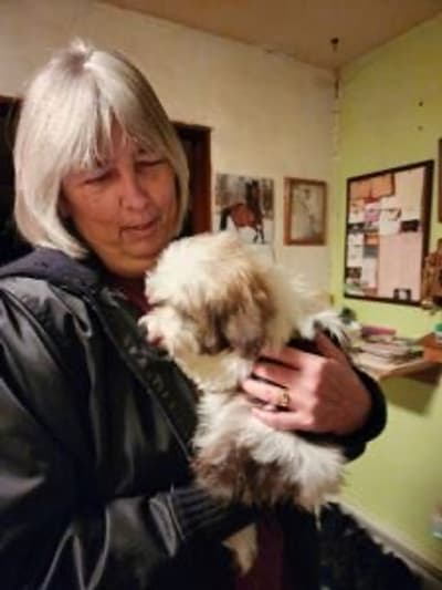 Vander, a Havanese puppy from Pawrade