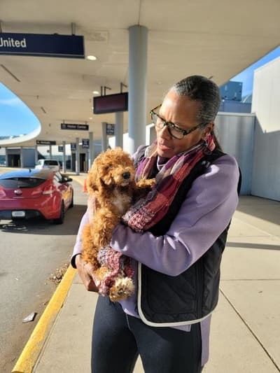 Gentry, a Goldendoodle, Mini puppy from Pawrade