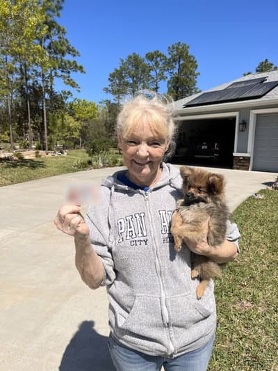 Tasha, a Pomeranian puppy from Pawrade