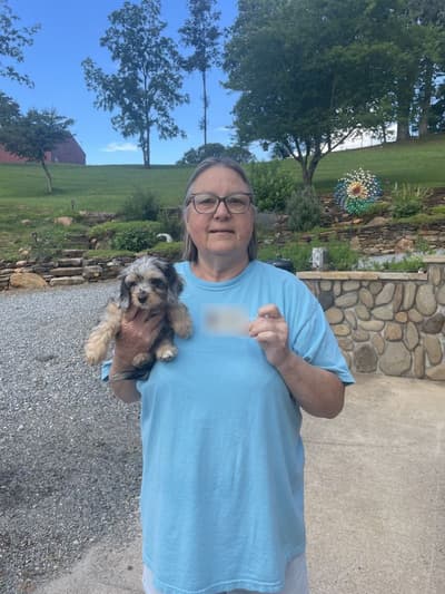 Cali, a Cavapoo puppy from Pawrade