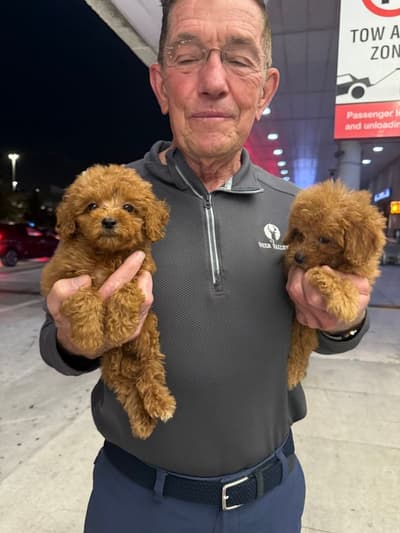 Vanessa, a Poodle, Toy puppy from Pawrade