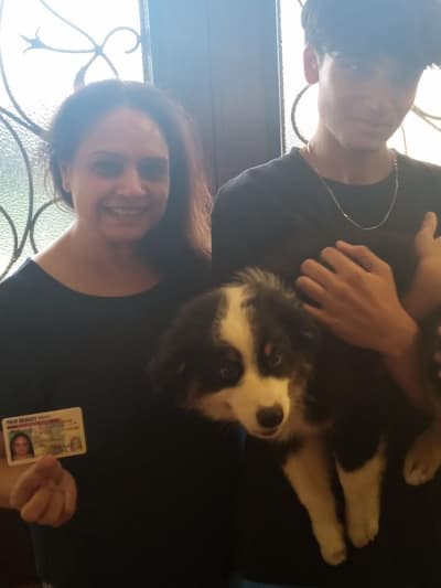 Luca, a Australian Shepherd puppy from Pawrade