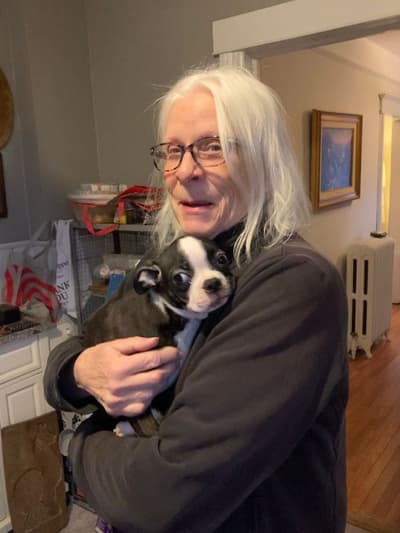 Robert, a Boston Terrier puppy from Pawrade