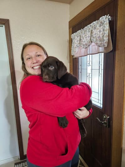 Barney, a Labrador Retriever puppy from Pawrade