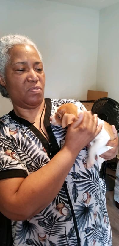 Scarlet, a Rat Terrier puppy from Pawrade