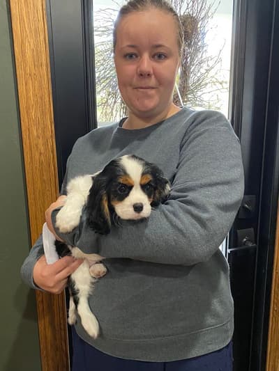 Merlot, a Cavalier King Charles Spaniel puppy from Pawrade