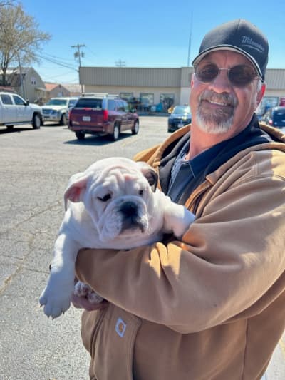 Rita, a English Bulldog puppy from Pawrade