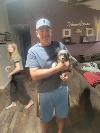 Pepper, a Bernedoodle, Mini puppy from Pawrade