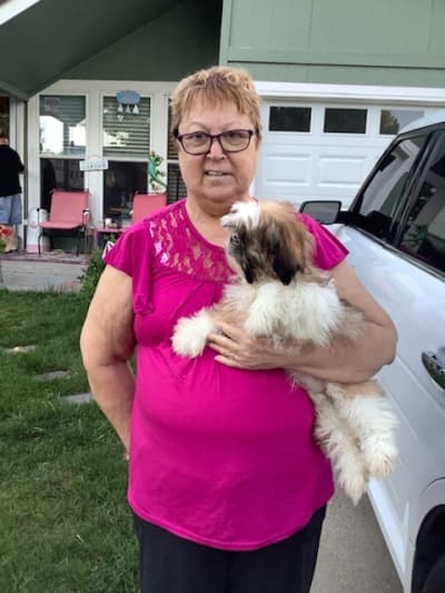 Sophia, a Shih Tzu puppy from Pawrade